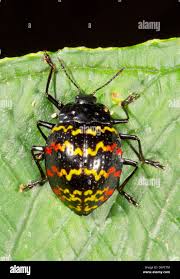 Attēlu rezultāti vaicājumam “Erotylidae”