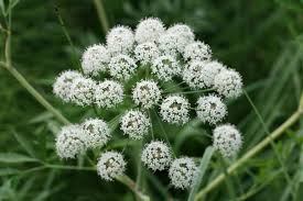 Attēlu rezultāti vaicājumam “Angelica palustris”