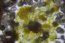 Attēlu rezultāti vaicājumam “Physarum oblatum macro”