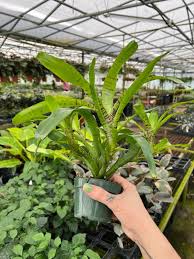 Image result for Dendroica tigrina