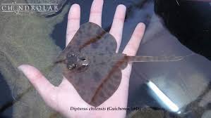 Image result for Dipturus laevis