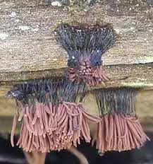 Attēlu rezultāti vaicājumam “Stemonitis axifera spores”