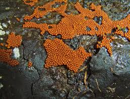 Attēlu rezultāti vaicājumam “Oligonema persimile”