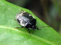 Attēlu rezultāti vaicājumam “Tritomegas bicolor nymph”