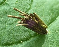 Attēlu rezultāti vaicājumam “Psyche casta larva”