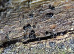 Attēlu rezultāti vaicājumam “Neocudoniella albiceps”