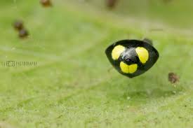 Attēlu rezultāti vaicājumam “Phylloneta cocoon”