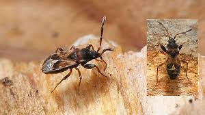 Attēlu rezultāti vaicājumam “Scolopostethus thomsoni”