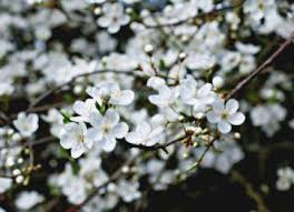 Attēlu rezultāti vaicājumam “Prunus cerasifera var. divaricata flower”