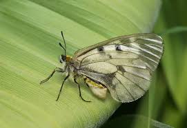 Attēlu rezultāti vaicājumam “Parnassius mnemosyne underside”