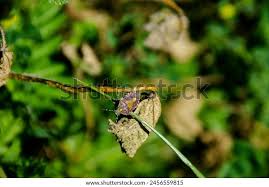 Attēlu rezultāti vaicājumam “Carpocoris purpureipennis”