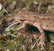 Attēlu rezultāti vaicājumam “Triturus vulgaris”