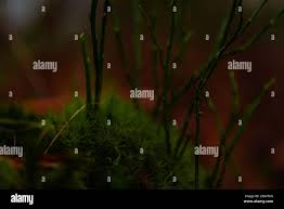 Attēlu rezultāti vaicājumam “Campylium protensum sporophyte”