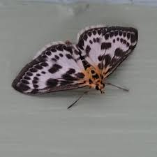 Attēlu rezultāti vaicājumam “Anania hortulata”