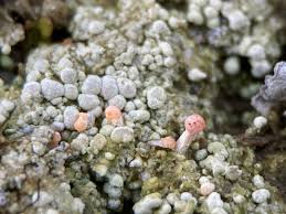 Attēlu rezultāti vaicājumam “Dibaeis baeomyces”