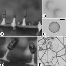 Attēlu rezultāti vaicājumam “Diachea leucopodia young”