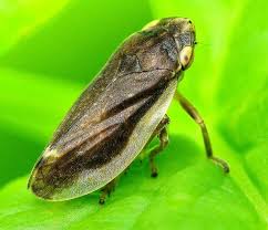 Attēlu rezultāti vaicājumam “Philaenus spumarius”