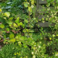 Attēlu rezultāti vaicājumam “Betula nana leaf”