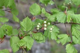 Attēlu rezultāti vaicājumam “Crataegus submollis”