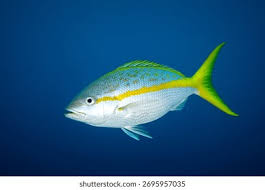 Image result for Ocyurus chrysurus