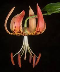 Attēlu rezultāti vaicājumam “Lilium lancifolium”
