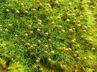 Attēlu rezultāti vaicājumam “Bartramia pomiformis”