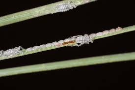 Attēlu rezultāti vaicājumam “Schizolachnus pineti”