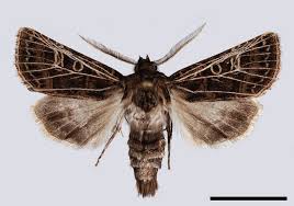 Attēlu rezultāti vaicājumam “Tholera decimalis male”