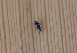 Attēlu rezultāti vaicājumam “Anthocomus fasciatus”