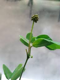 Attēlu rezultāti vaicājumam “Trifolium spadiceum fruit”