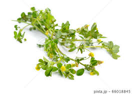 Attēlu rezultāti vaicājumam “Trifolium dubium leaf”