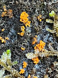 Attēlu rezultāti vaicājumam “Badhamia affinis”