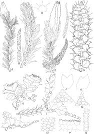 Attēlu rezultāti vaicājumam “Blepharostoma trichophyllum”