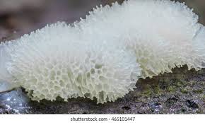 Attēlu rezultāti vaicājumam “Ceratiomyxa fruticulosa macro”