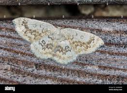 Attēlu rezultāti vaicājumam “Cyclophora annularia”