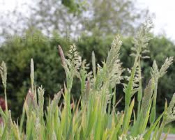 Attēlu rezultāti vaicājumam “Holcus lanatus”