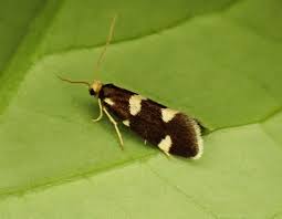 Attēlu rezultāti vaicājumam “Incurvaria praelatella”