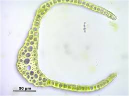 Attēlu rezultāti vaicājumam “Dicranum viride”