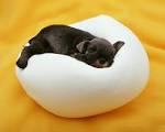 very cute baby dogs pictures