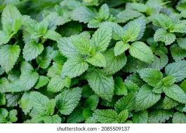 Attēlu rezultāti vaicājumam “Melissa officinalis leaf”