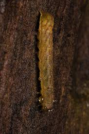 Attēlu rezultāti vaicājumam “Mamestra brassicae larva”