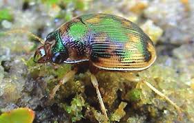 Attēlu rezultāti vaicājumam “Omophron limbatum”