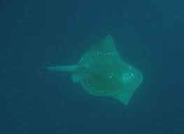 Image result for Megatrygon microps