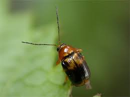 Attēlu rezultāti vaicājumam “Cryptocephalus pusillus”