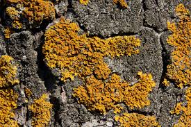 Attēlu rezultāti vaicājumam “Xanthoria parietina”