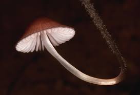 Attēlu rezultāti vaicājumam “Mycena purpureofusca”
