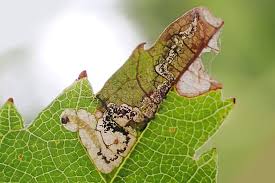 Attēlu rezultāti vaicājumam “Roeslerstammia erxlebella”