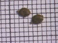 Attēlu rezultāti vaicājumam “Potamogeton trichoides”