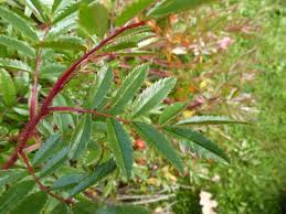 Attēlu rezultāti vaicājumam “Rosa subcanina leaf”