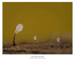 Attēlu rezultāti vaicājumam “Comatricha fragilis”